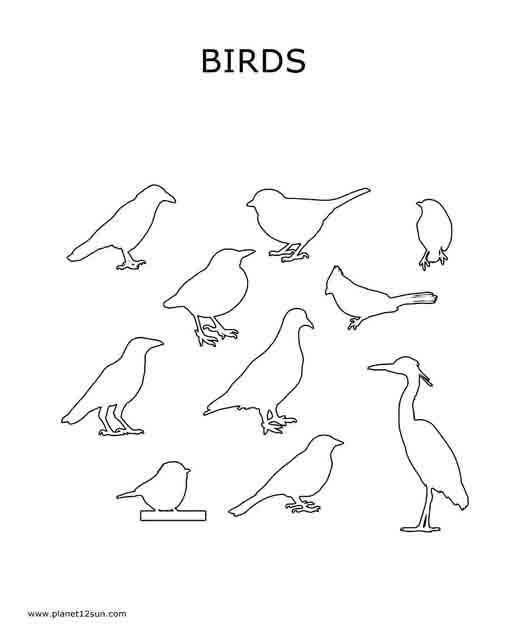 birds