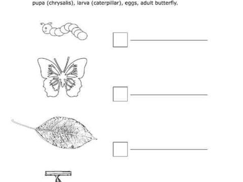 butterfly_life_cycle