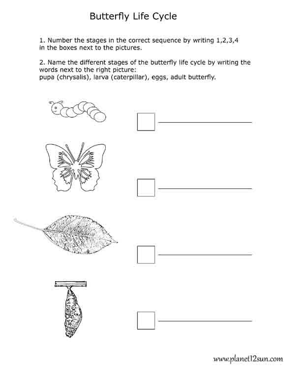 butterfly_life_cycle