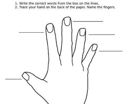 names of fingers