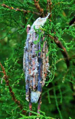 chrysalis