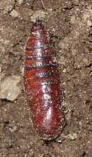 chrysalis