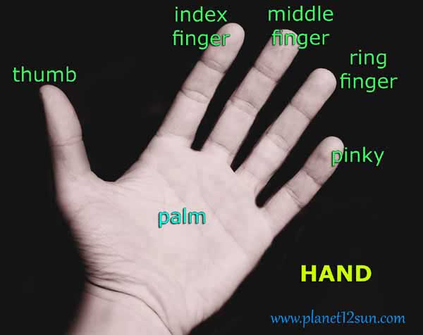 finger names