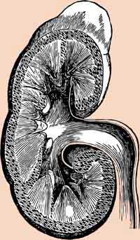 kidney